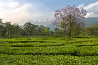 A tea garden at Nagri in the Kangra Valley under a flowering tree