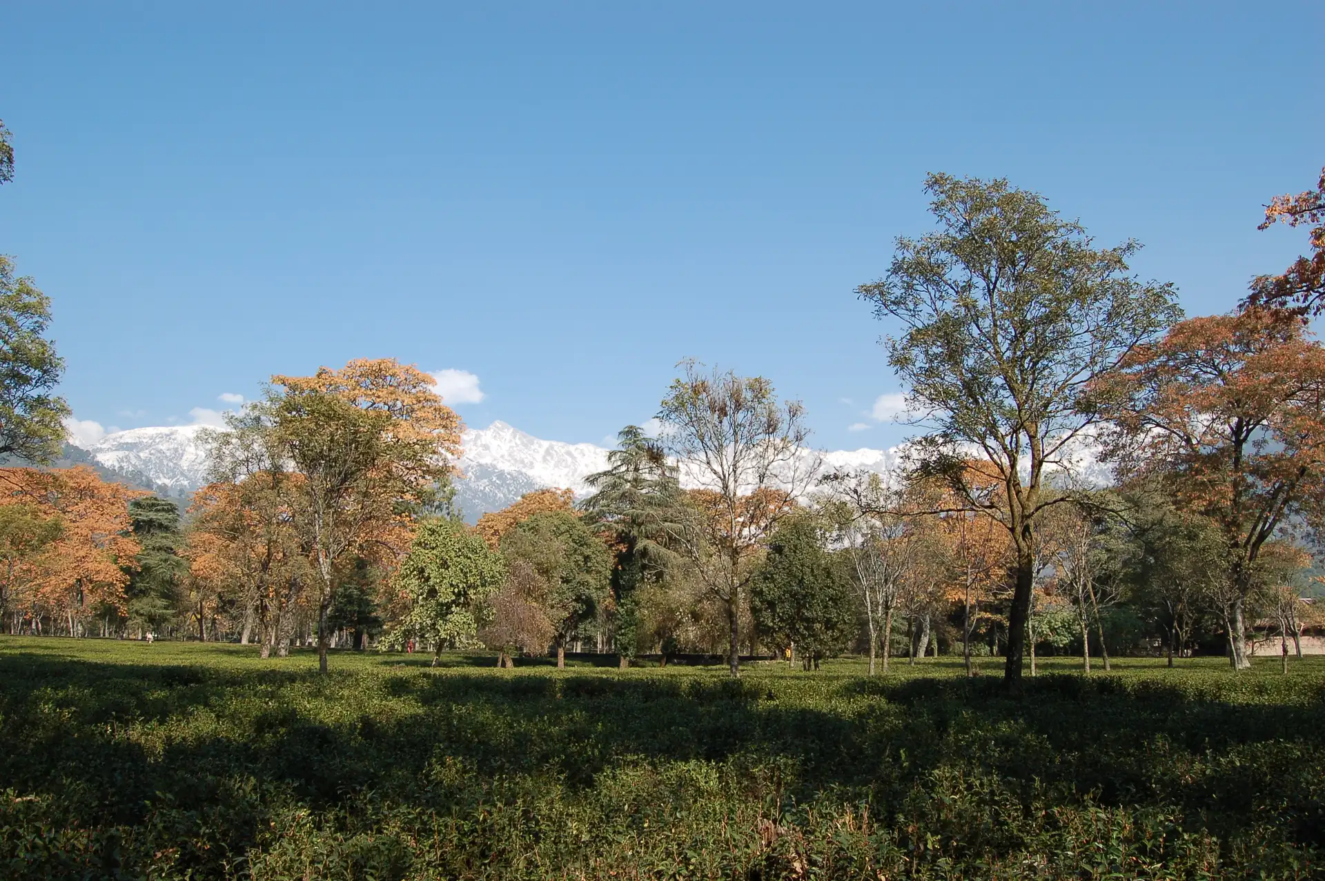 A park in Palampur with the Dhauladhar range beyond