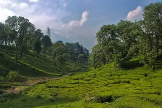 Terraced tea rows at Palampur with the Dhauladhar range behind