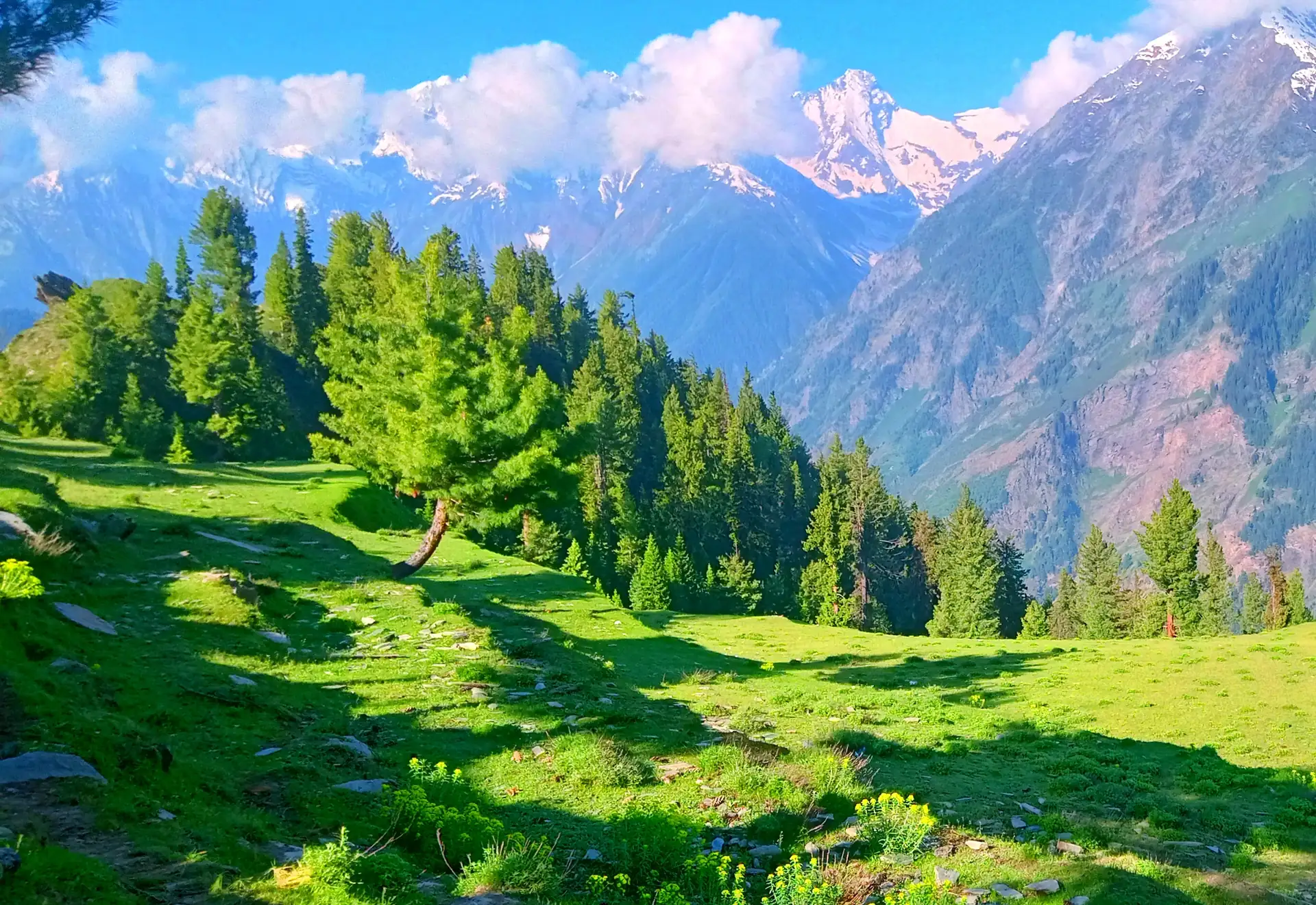 A green pasture with fir trees in the Pangi valley below snow-streaked peaks