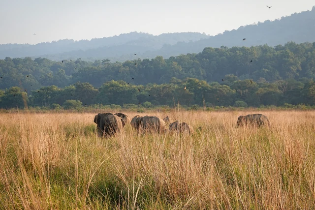 A herd of elephants walking through tall golden grass below a sal forest at Dhikala
