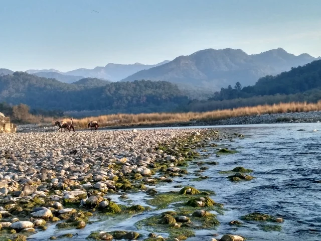 The clear Kosi river running over rounded stones below forested foothills near Ramnagar