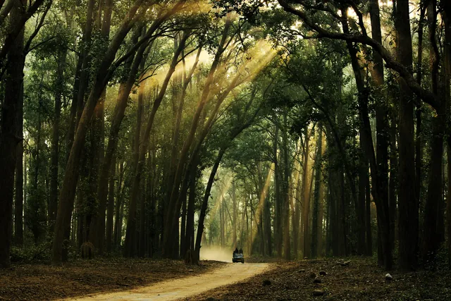 A forest road running through tall straight sal trees with shafts of sunlight