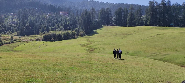 The wide flat meadow at Shangarh ringed by deodar forest