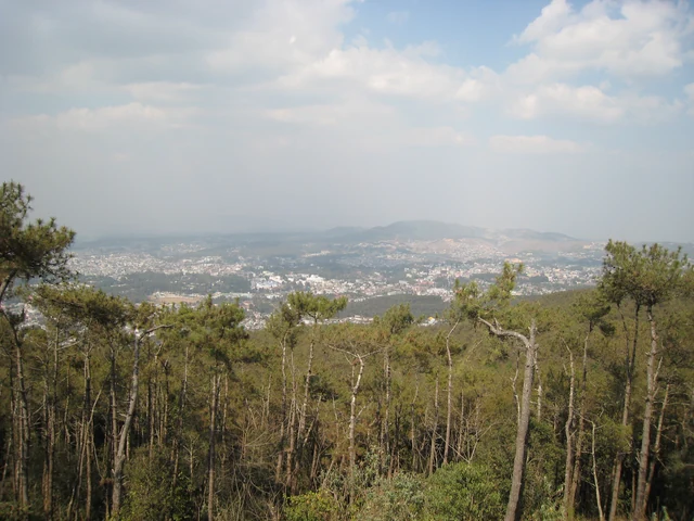 Pine trees in the foreground and a hazy view over the buildings of Shillong spread across the valley below