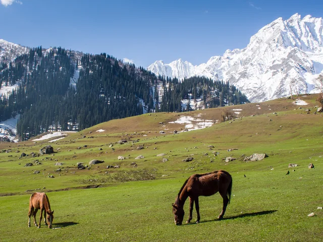 Two horses grazing on a green slope in front of a pine-clad ridge and a snow peak at Sonamarg