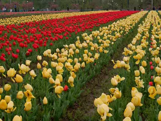 Indira Gandhi Memorial Tulip Garden