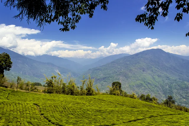 A long green slope of tea bushes below forested blue mountains and white clouds, framed by tree branches