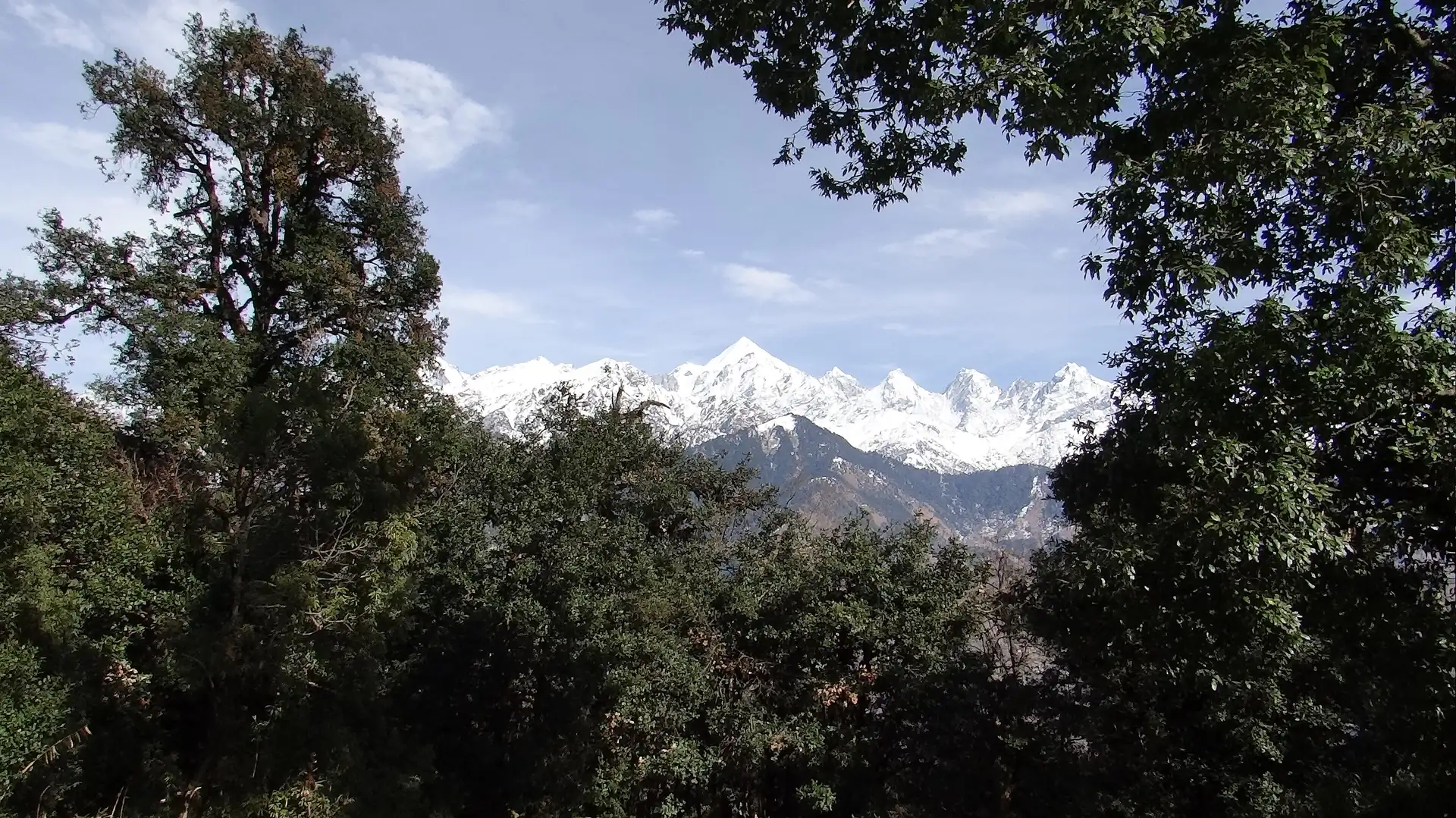 Snow-capped Panchachuli peaks seen through the branches of broad-leaved trees from the forest above Thamri Kund