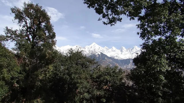 Snow-capped Panchachuli peaks seen through the branches of broad-leaved trees from the forest above Thamri Kund